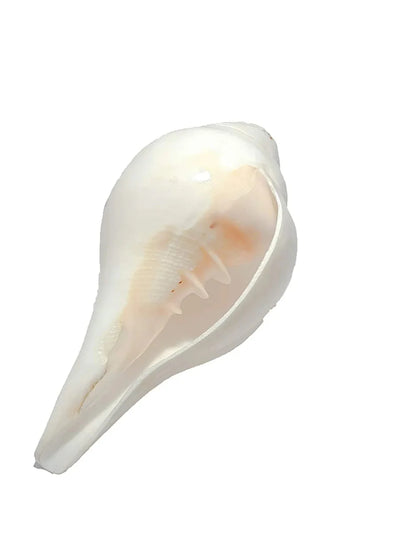 Shankha - The Facial Massager – Massager on Brown Living™. SKU: Shankha - 10. Img 2.