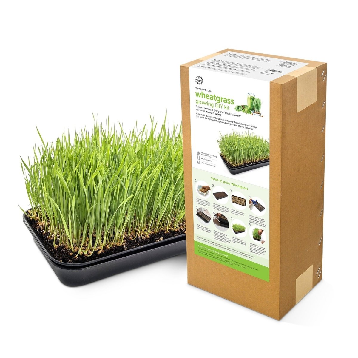 Wheatgrass DIY Kit - Organic Seeds & Soilless Mix | Verified Sustainable by Brown Living™