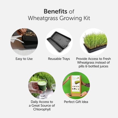 Wheatgrass DIY Kit - Organic Seeds & Soilless Mix | Verified Sustainable by Brown Living™