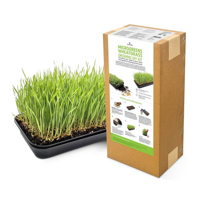Wheatgrass DIY Kit - Organic Seeds & Soilless Mix – Gardening Tools on Brown Living™. SKU: 4KG_WGK. Img 2.