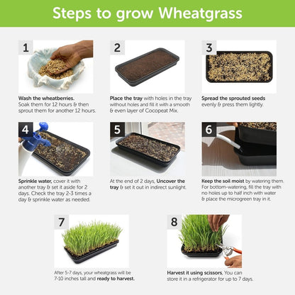 Wheatgrass DIY Kit - Organic Seeds & Soilless Mix | Verified Sustainable by Brown Living™