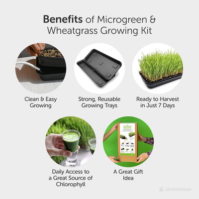 Wheatgrass DIY Kit - Organic Seeds & Soilless Mix – Gardening Tools on Brown Living™. SKU: 4KG_WGK. Img 6.