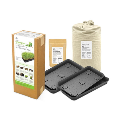 Wheatgrass DIY Kit - Organic Seeds & Soilless Mix | Verified Sustainable by Brown Living™