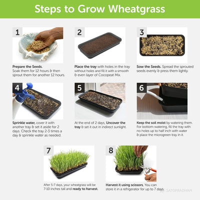 Wheatgrass DIY Kit - Organic Seeds & Soilless Mix – Gardening Tools on Brown Living™. SKU: 4KG_WGK. Img 7.