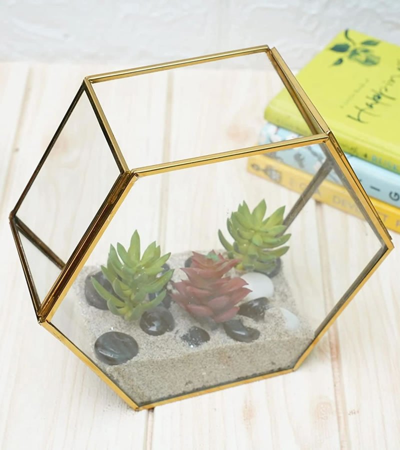 Terrarium Glass Containers(Golden Betel) - with Terrarium Grow Kit | Verified Sustainable by Brown Living™