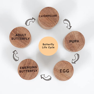 Wooden Butterfly Stamp Set – Craft Stamps for Kids & DIY Projects – Learning & Educational Toys on Brown Living™. SKU: butterflylife. Img 5.