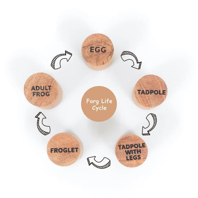 Wooden Frog Stamp Set – Eco - Friendly Montessori Toy for Toddlers – Learning & Educational Toys on Brown Living™. SKU: froglife. Img 5.