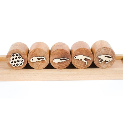 Wooden Frog Stamp Set – Eco - Friendly Montessori Toy for Toddlers – Learning & Educational Toys on Brown Living™. SKU: froglife. Img 1.