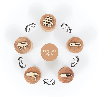 Wooden Frog Stamp Set – Eco - Friendly Montessori Toy for Toddlers – Learning & Educational Toys on Brown Living™. SKU: froglife. Img 4.