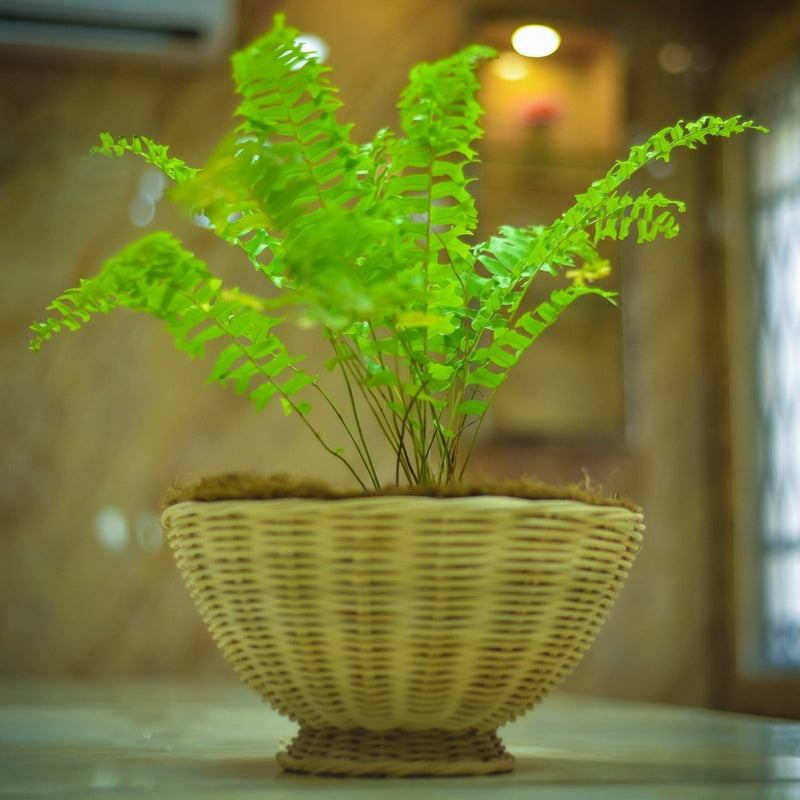 Buy 10" Reed Woven Bowl Tabletop Planter | Shop Verified Sustainable Products on Brown Living