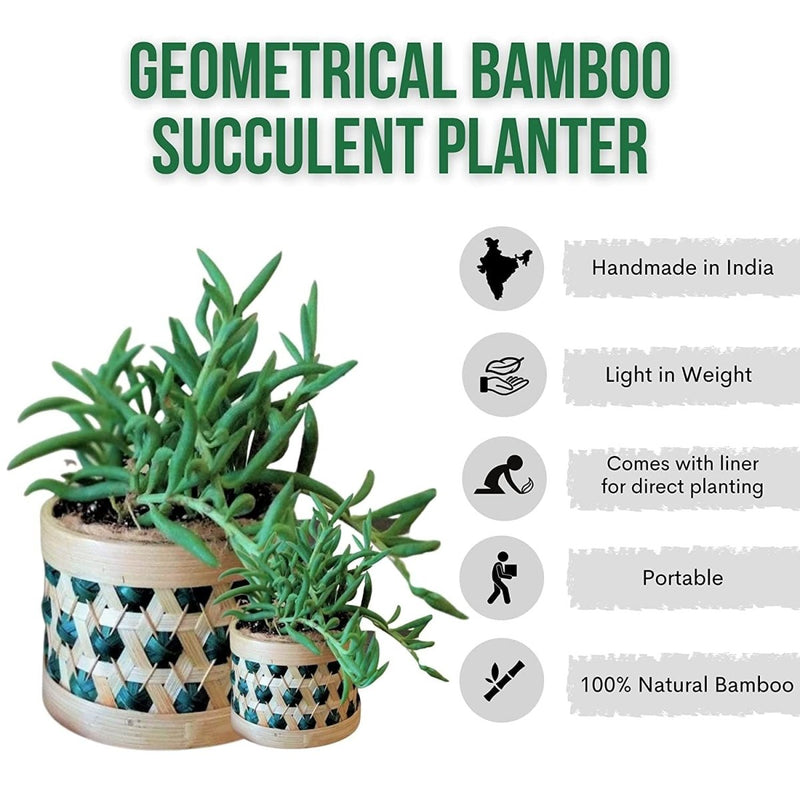 Buy 4" Bamboo Succulent Planter | Shop Verified Sustainable Pots & Planters on Brown Living™