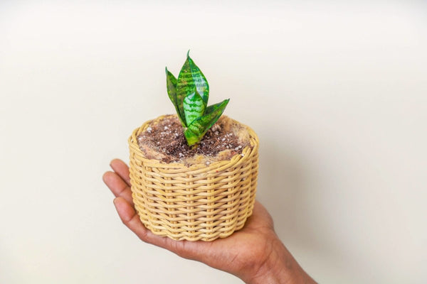 Buy 4" Reed Succulent Planter | Shop Verified Sustainable Pots & Planters on Brown Living™