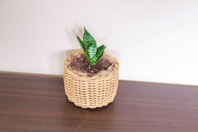 Buy 4" Reed Succulent Planter | Shop Verified Sustainable Products on Brown Living