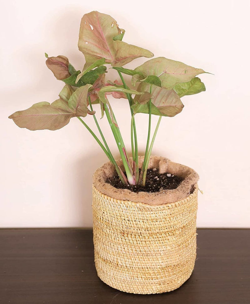 Buy 5" Golden Grass Succulent Planter | Shop Verified Sustainable Pots & Planters on Brown Living™