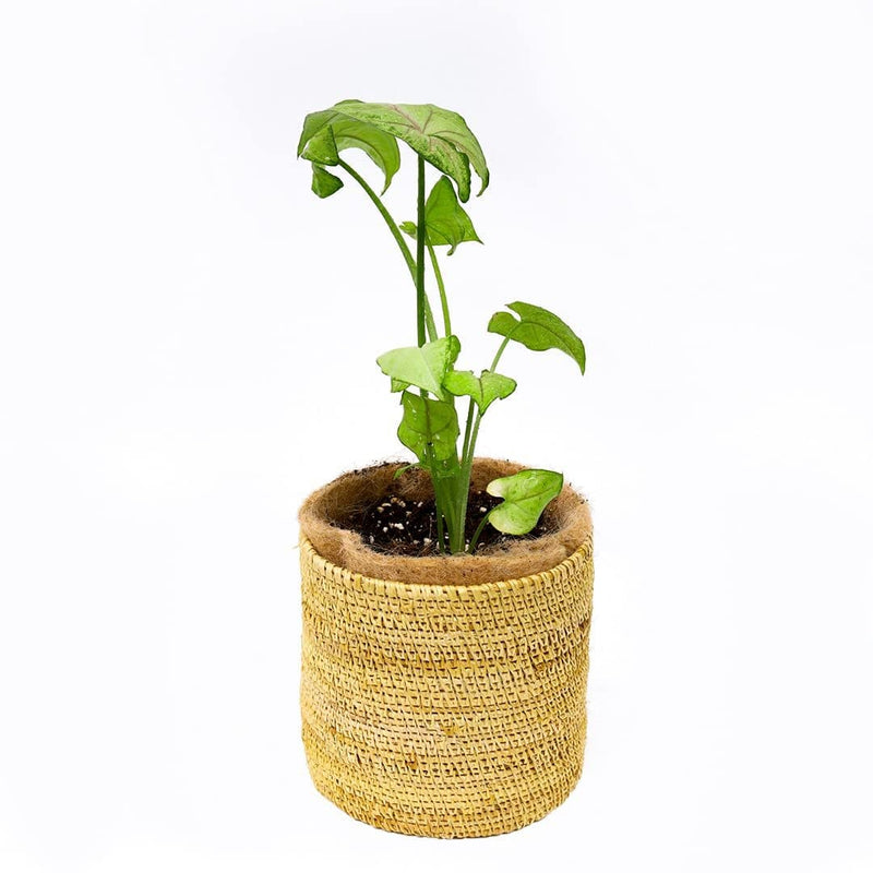 Buy 5" Golden Grass Succulent Planter | Shop Verified Sustainable Pots & Planters on Brown Living™