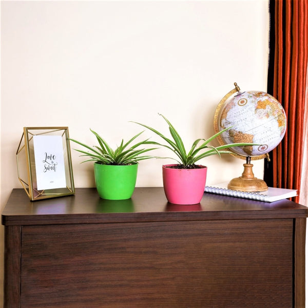 Buy 5" Rubber Succulent Planter | Shop Verified Sustainable Pots & Planters on Brown Living™