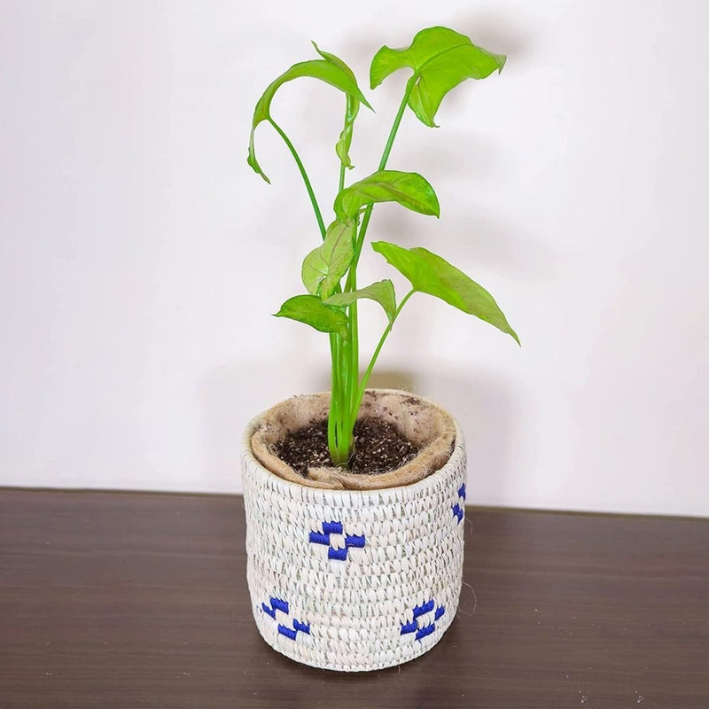 Buy 5" Sabai Grass Succulent Planter | Shop Verified Sustainable Pots & Planters on Brown Living™