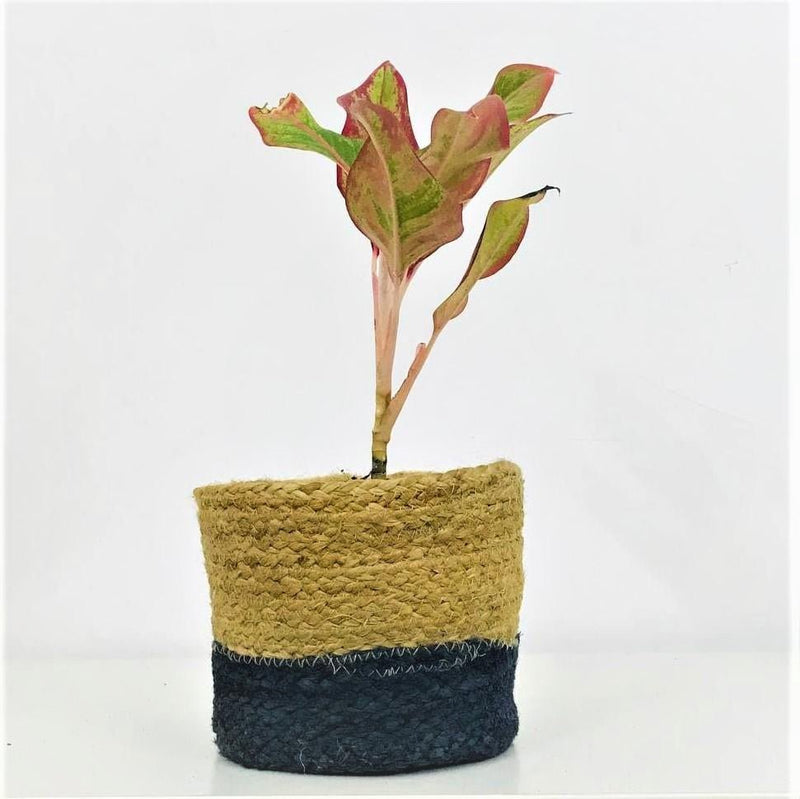 Buy 7" Jute Rope Ornamental Plant Pot | Shop Verified Sustainable Products on Brown Living