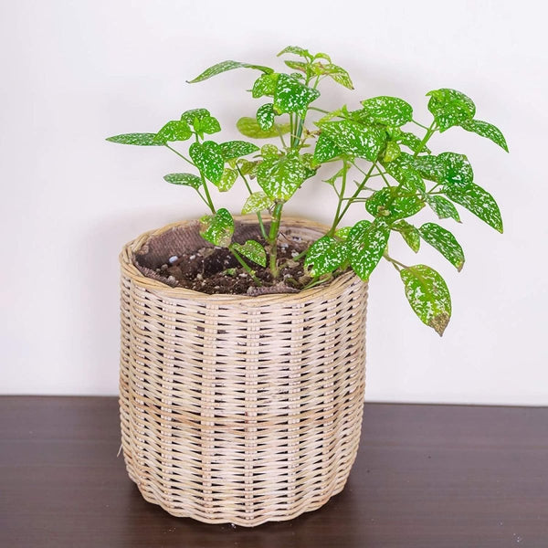 Buy 7" Reed Ornamental Plant Pot | Shop Verified Sustainable Pots & Planters on Brown Living™