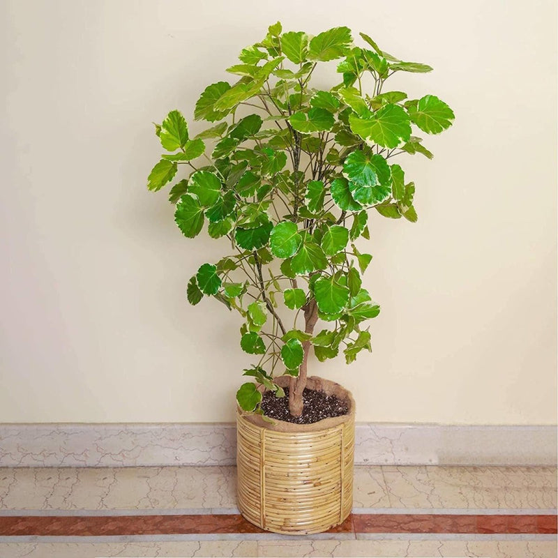 Buy 7" Spiral Cane Ornamental Planter | Shop Verified Sustainable Products on Brown Living