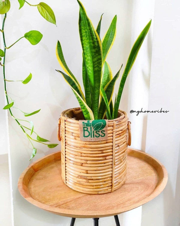 Buy 9" Cane Stick Floor Plant Pot | Shop Verified Sustainable Pots & Planters on Brown Living™