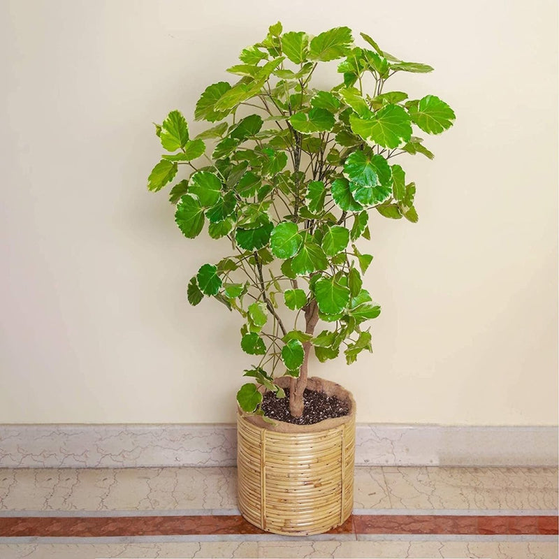 Buy 9" Cane Stick Floor Plant Pot | Shop Verified Sustainable Pots & Planters on Brown Living™