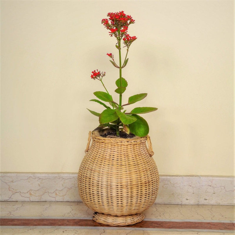 Buy 9" Pot shape Reed Floor Planter | Shop Verified Sustainable Products on Brown Living