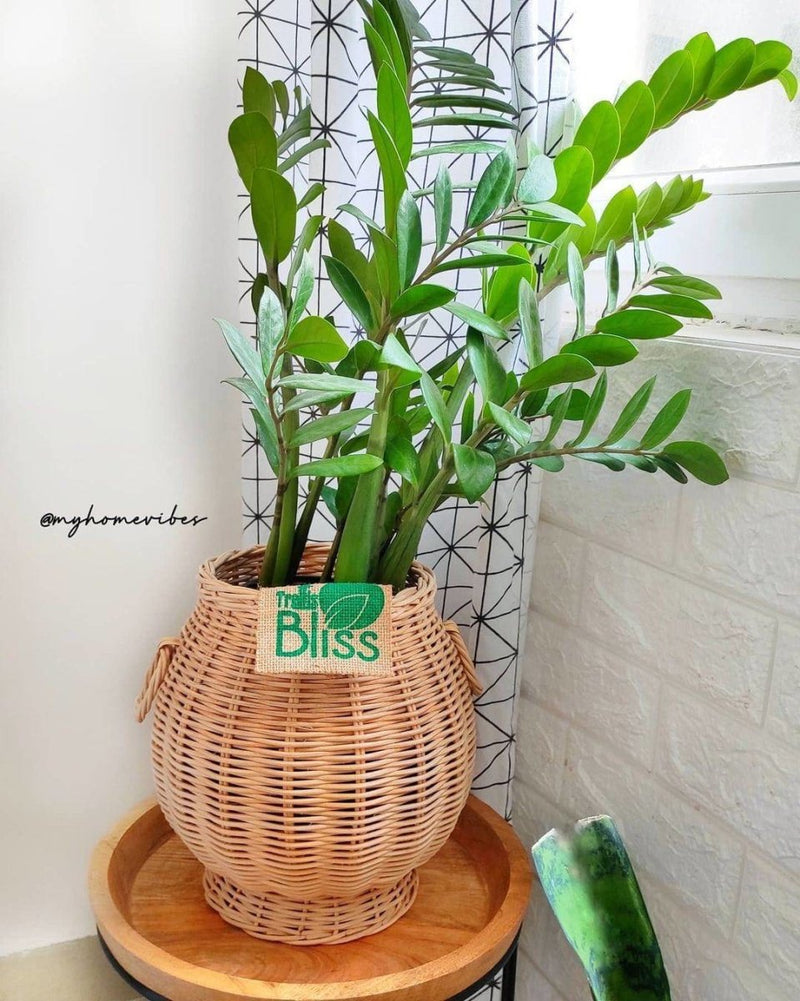 Buy 9" Pot shape Reed Floor Planter | Shop Verified Sustainable Products on Brown Living