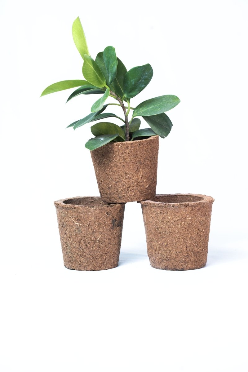 Buy Bio Pot Kit- Pack of 3 | Eco- friendly Planters | Shop Verified Sustainable Products on Brown Living
