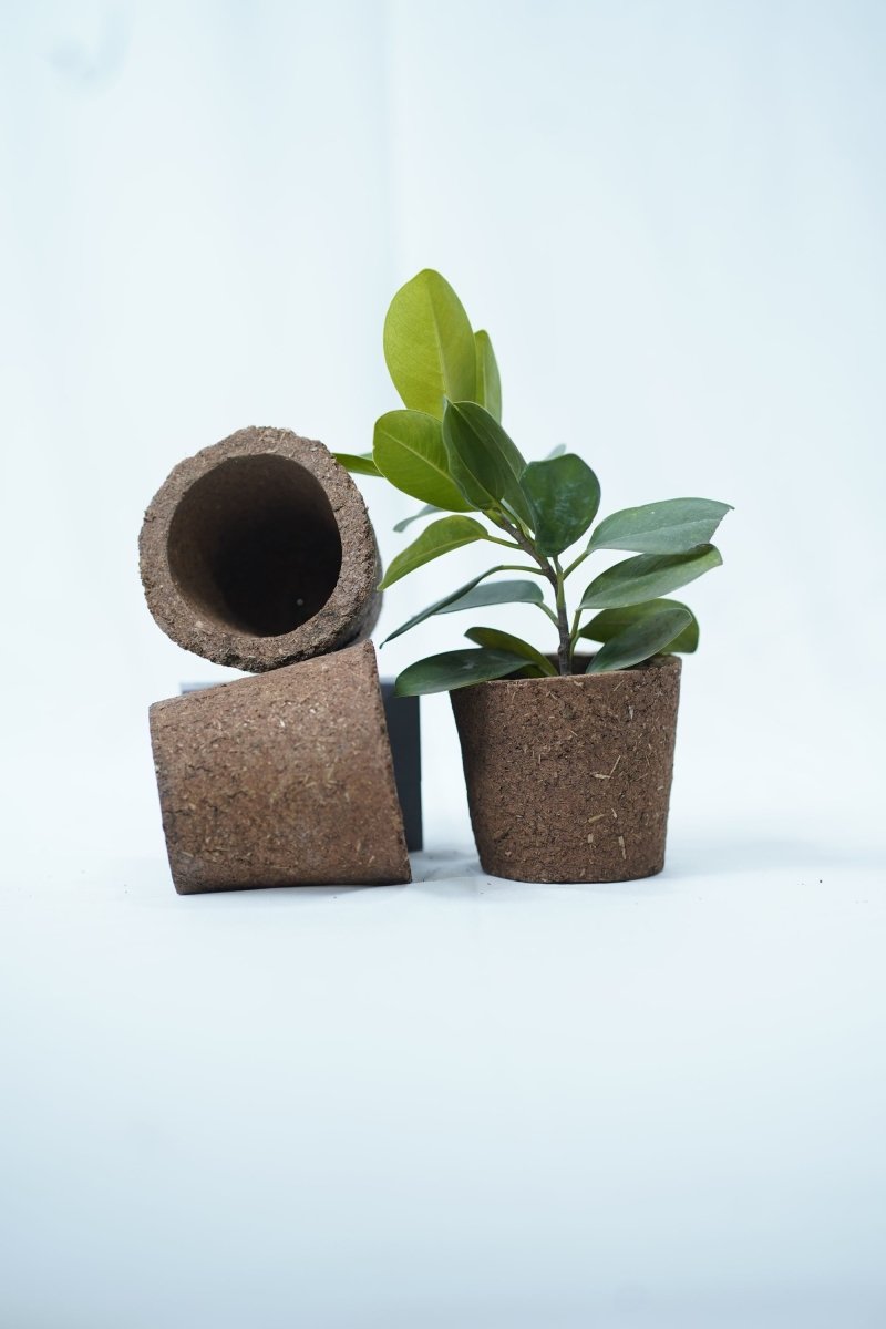 Buy Bio Pot Kit- Pack of 3 | Eco- friendly Planters | Shop Verified Sustainable Products on Brown Living