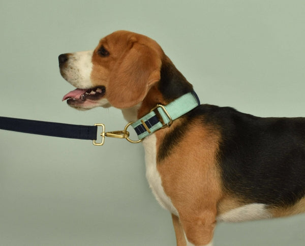 Buy Blue Leash - for Pets | Shop Verified Sustainable Products on Brown Living