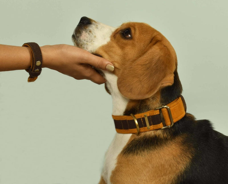 Buy Bond Collar - Brown for pets | Shop Verified Sustainable Products on Brown Living