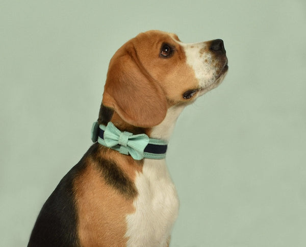 Buy Bowtie - Aqua for pets | Shop Verified Sustainable Products on Brown Living