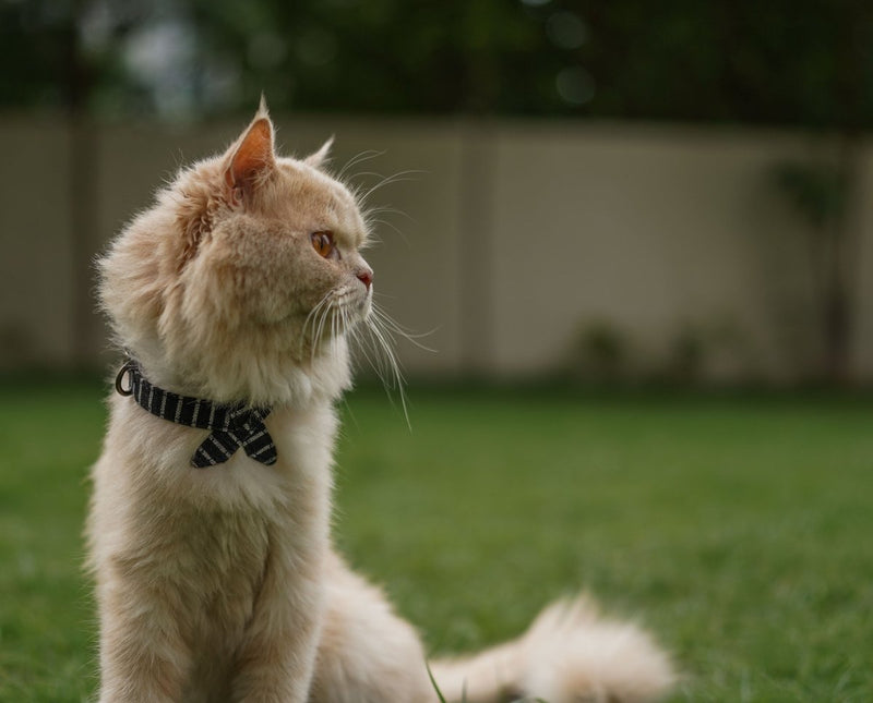 Buy Bowtie Collar for Cats/Puppies- Black Current | Shop Verified Sustainable Products on Brown Living