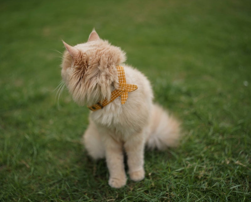 Buy Bowtie Collar for Cats/Puppies - Brown Current | Shop Verified Sustainable Products on Brown Living