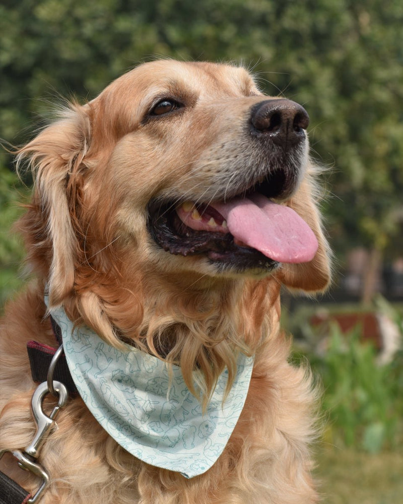 Buy Cat-dog Bandana for Pets | Shop Verified Sustainable Pet Accessories on Brown Living™