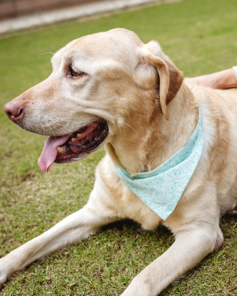 Buy Cat-dog Bandana for Pets | Shop Verified Sustainable Products on Brown Living