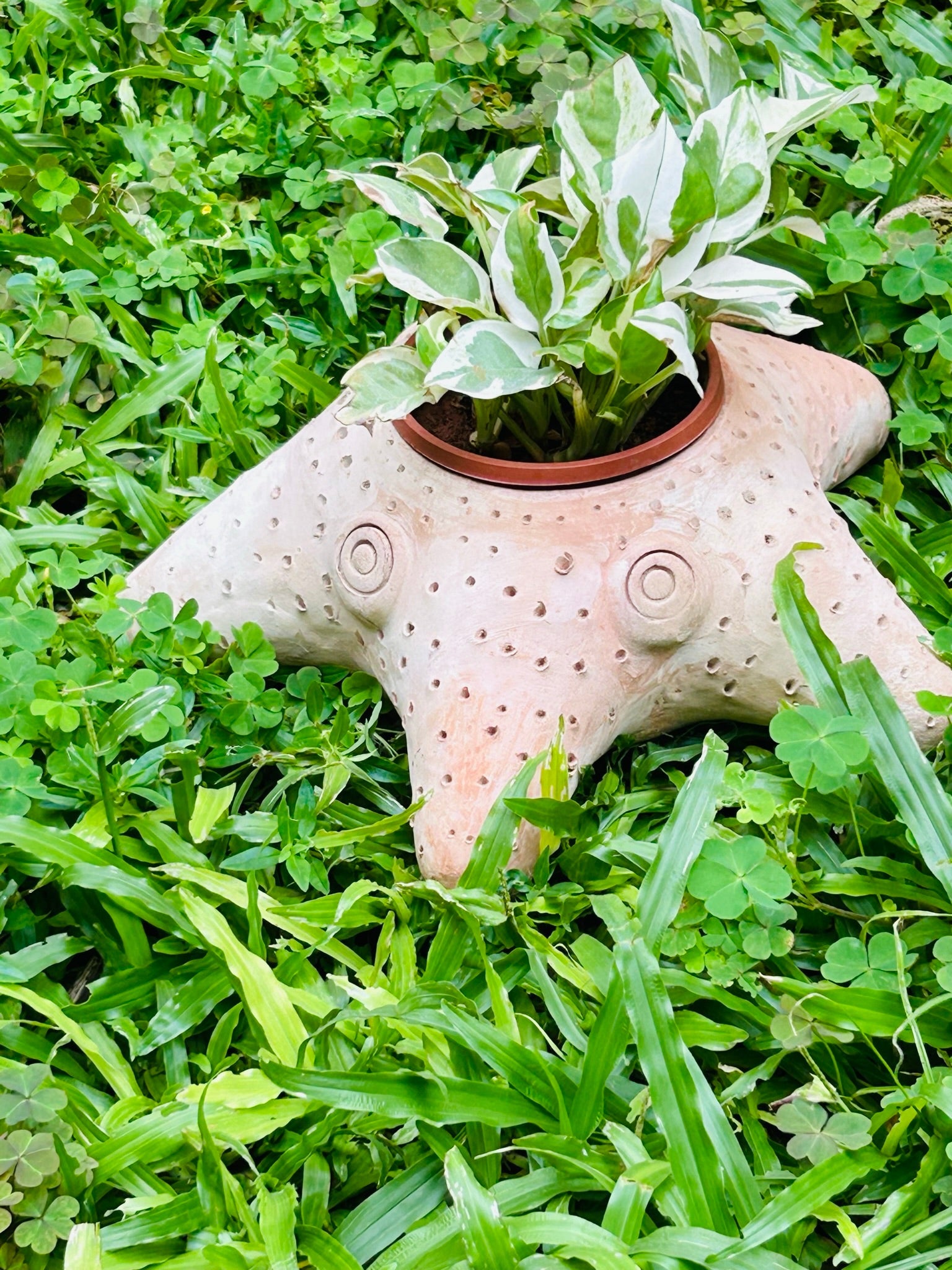 Celestial Starfish - Earthern Planter | Verified Sustainable by Brown Living™