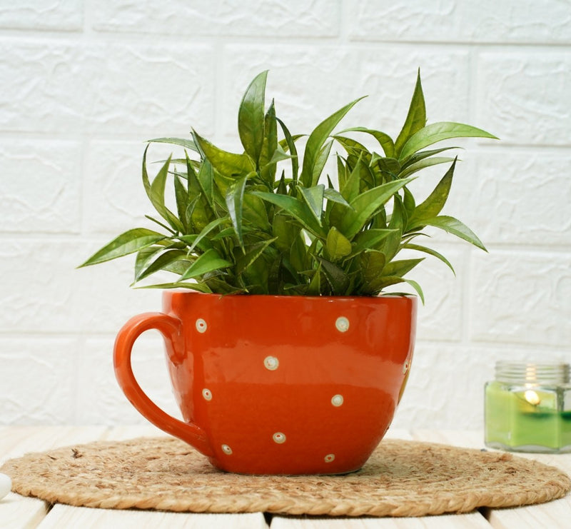 Buy Ceramic pots for Plants Cup Shape (Orange Polka) | Shop Verified Sustainable Products on Brown Living