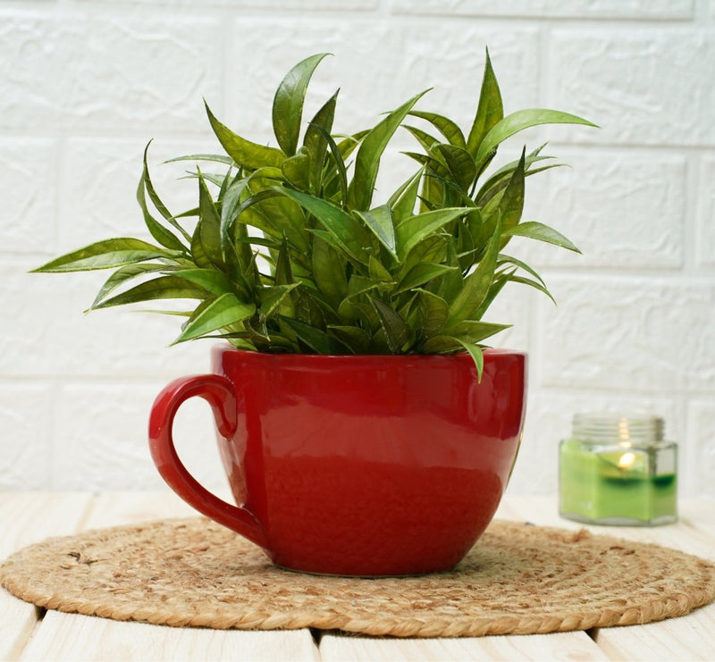 Buy Ceramic pots for Plants | Cup Shape (Red Plain) | Shop Verified Sustainable Products on Brown Living