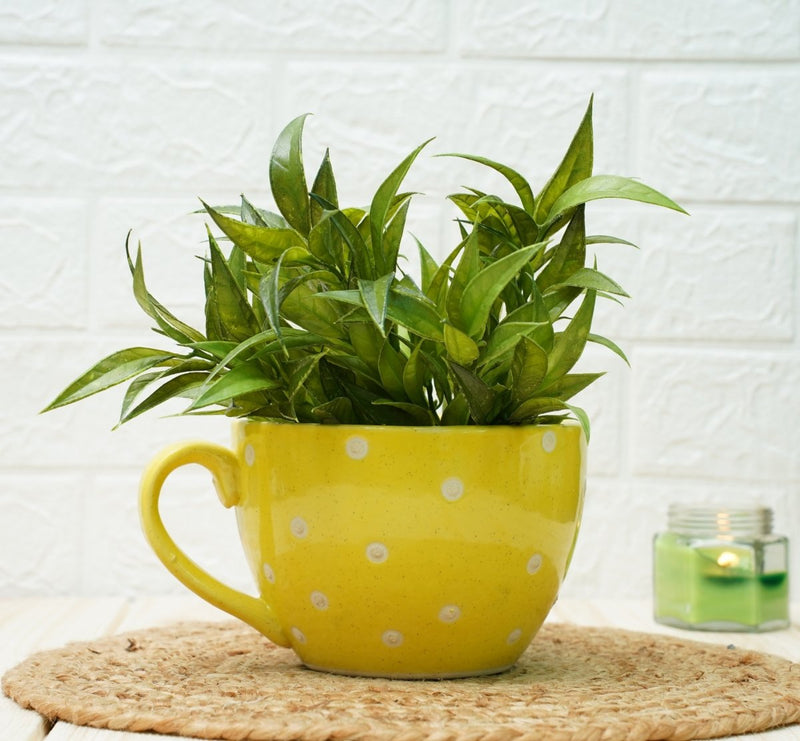 Buy Ceramic pots for Plants Cup Shape (Yellow Polka) | Shop Verified Sustainable Products on Brown Living