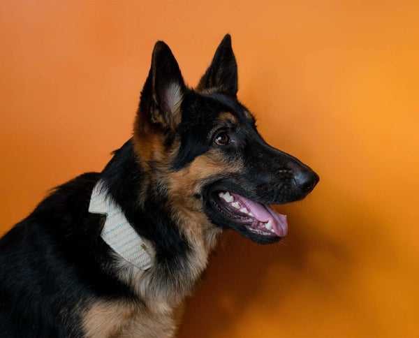 Buy Chinese Collar - For pets | Shop Verified Sustainable Products on Brown Living