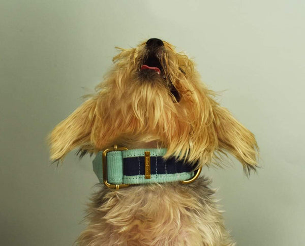 Buy Collar - Blue for Pets | Shop Verified Sustainable Products on Brown Living