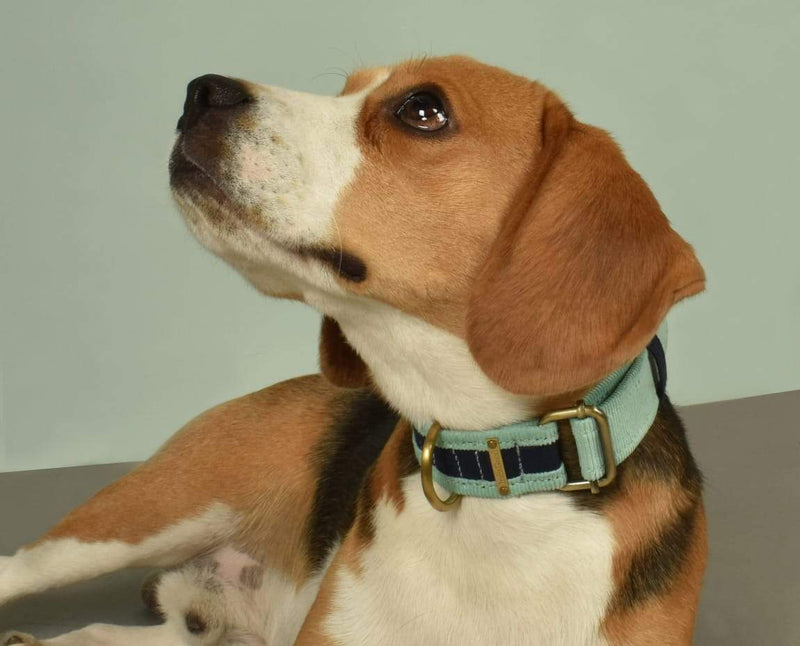 Buy Collar - Blue for Pets | Shop Verified Sustainable Products on Brown Living