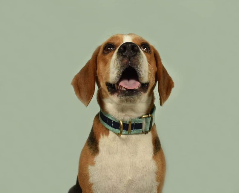 Buy Collar - Blue for Pets | Shop Verified Sustainable Products on Brown Living