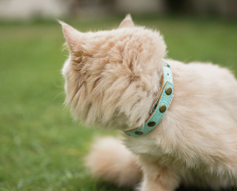 Buy Coral Collar for Cats/Puppies- Beach Blue | Shop Verified Sustainable Products on Brown Living