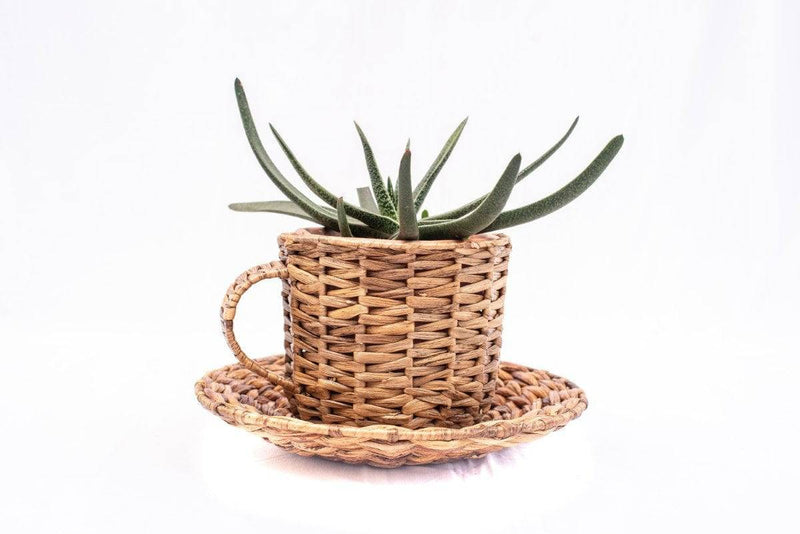 Buy Cup & Saucer Planter | Shop Verified Sustainable Pots & Planters on Brown Living™