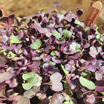 DIY Microgreens Seeds Kit – Seeds on Brown Living™. SKU: 167 - 05544 - GNB001. Img 6.
