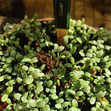 DIY Microgreens Seeds Kit – Seeds on Brown Living™. SKU: 167 - 05544 - GNB001. Img 5.