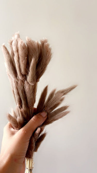 Dried Bunny Tails - Brown – Decor & Artefacts on Brown Living™. SKU: 141. Img 5.